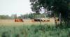 Volatile markets adjust to border reopening and tight inventory | Beef Market Update July 31, 2026