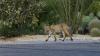 Arizona woman heard growls for days, then learned bobcats had turned her attic into a den