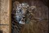 Colorado zoo welcomes critically endangered leopard cub, a 'total mama's girl'