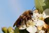 In Germany, oil beetle larvae make flower scents from scratch, and wild bees fall for it