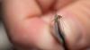 Maryland confirms first human case of West Nile virus in 2026