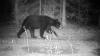 Kentucky homeowner went 22 years without seeing a black bear, then her security camera caught one