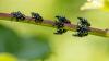 Spotted lanternflies are swarming Northern Kentucky, and experts say the invasion may worsen