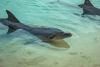 Massachusetts' Cape Cod sees the Northeast's largest-ever bottlenose dolphin stranding