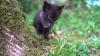 Swedish woman gave a kitten found in a paper bag a life of flights, hikes, and beaches