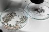 Utah Mosquito Samples Testing Positive for West Nile Have Jumped From 39 to 296 in a Single Season