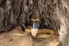 Bath in South Africa comes apart for a hidden Cape cobra, and a terrified helper steals the show