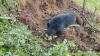 Bhutan resident spots 'fluffy' black animal in dirt, and rescuers free a snared bear
