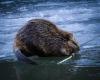 How Colorado is collecting data on wildlife hunted for fur 