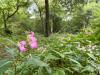 Scientists reveal the most effective weapon against invasive plants - and it's barely being used