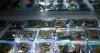 Texas Bans Several THC Products, Here's What is Still Legal