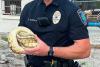 Missing pet? Ball python found under Georgia beach bench after dark spurs owner search