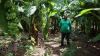 In flood-prone Malawi, bananas become a shield against erosio