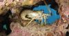 Foreigner arrested for illegal fishing