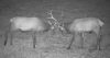 Pennsylvania Elk Cam returns for annual livestream of bugling season