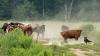 ISU Extension releases new technical resources to create ‘career bridges’ for dairy farmers