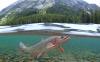 Angling restricted on two dozen rivers in Montana, Yellowstone National Park
