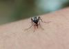 Public Health: Dengue cases reach 185 as respiratory illnesses remain stable