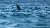 Shark Week: What species are swimming off Mississippi’s coast?