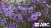 Gardening talkback: How to kit out a small garden on a budget