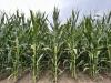 Upper Midwest drought expansion raises crop concerns