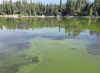 Officials say Island Park cyanobacteria bloom continues to grow as health alert remains in effect