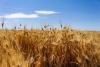 Kansas crop progress, condition report as of July 26