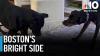 Boston's Bright Side: Finding forever families with Clear The Shelters