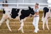 Photo Gallery: Delaware State Fair, Open Dairy Cattle Show