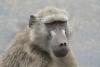 The Baboon Who Became a Railway Employee Read the story of how South Africa came to employ its strangest rail worker ever. STAFF WRITER - 1.8.2026