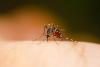 Why Google plans to release millions of mosquitoes in Florida