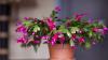 What Your Christmas Cactus Actually Needs in August for a Spectacular 2026 Holiday Display