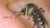 MDH confirms first Maryland West Nile virus case of 2026 The maryland