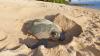 North Carolina sees a record sea turtle nesting season, but heat may skew hatchling sex