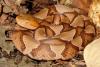 Woman Has to Visit 3 Hospitals to Find Antivenom After Snake Bite