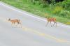 Deer And Moose Collisions In Massachusetts, What To Know
