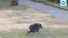 Jimothy's 'suspected dad' Danny DeVito: How actor got linked to Seattle's viral raccoon. Here's what happened