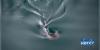 Rare sharks rediscovered in Galapagos after 20-Year absence