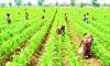 Agriculture faces K7tn financing gap