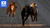 Dozens of greyhounds to land in Australia as NZ racing ban begins