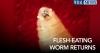 A flesh-eating parasite is back in the U.S. after nearly 60 years. Here's what it means for NC