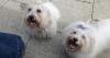 Therapy dogs bring comfort to patients receiving mental health care in Colchester
