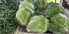 Farmers market says local produce sales are up amidst cyclosporiasis outbreak