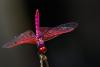 Dragonflies fly like fighter jets + Lake flies that dive like subs