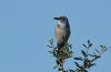Florida Scrub-Jays Making Comeback at Wingate Creek State Park