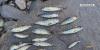 Maine DEP investigating fish kill on West Branch of Penobscot River