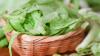 Michigan's lettuce-linked parasite outbreak may be slowing, but the risk isn't over
