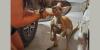 Kangaroo named ROOfus, who went missing in southeast Missouri, is back home safe and sound