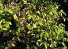 Ice Arabica rose 4.6percent