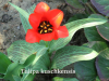 Turkmenistan: A Biodiversity Hotspot with More Than 450 Endemic Vascular Plants